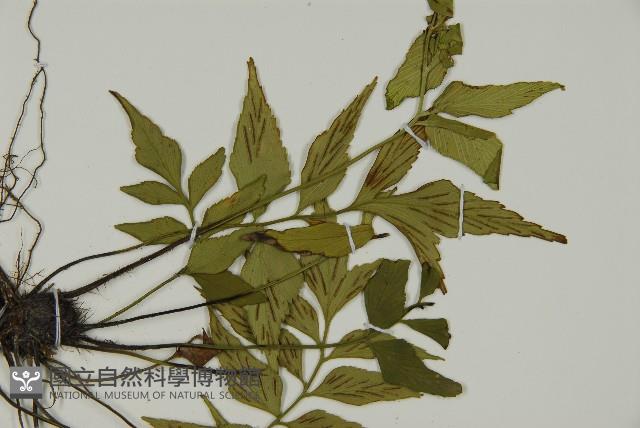 革葉鐵角蕨藏品圖，第4張