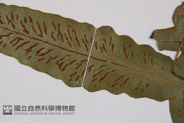 假腸蕨藏品圖，第4張