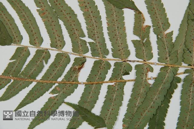 桫欏鱗毛蕨藏品圖，第4張