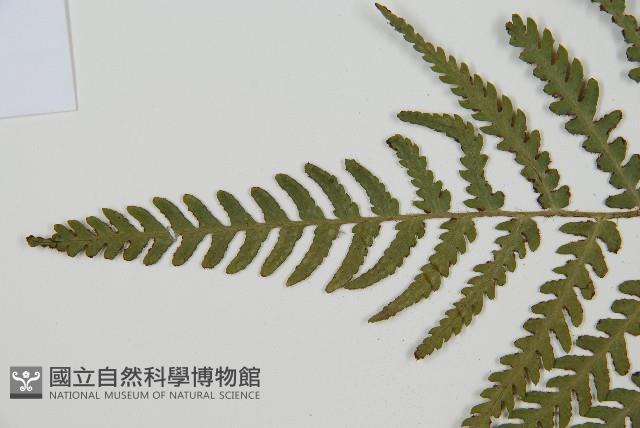 華中介蕨藏品圖，第4張