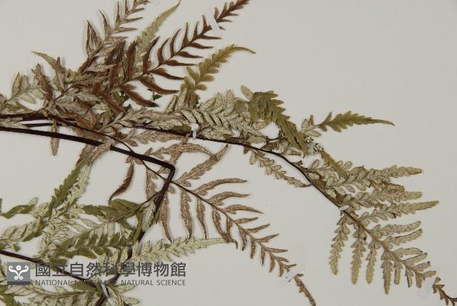粉葉蕨藏品圖，第4張
