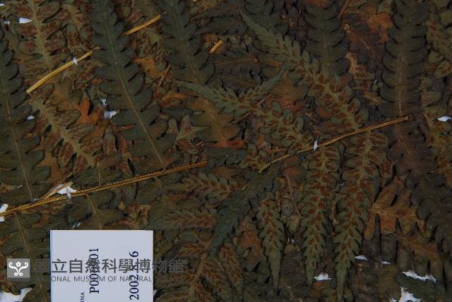 奄美短腸蕨藏品圖，第7張
