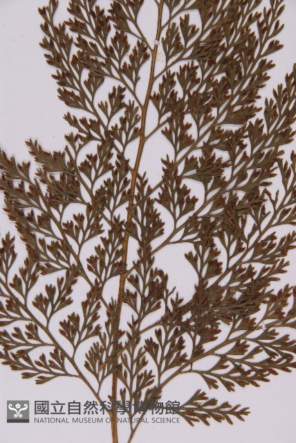 骨碎補鐵角蕨藏品圖，第4張