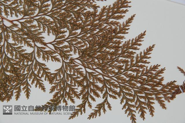 海州骨碎補藏品圖，第4張