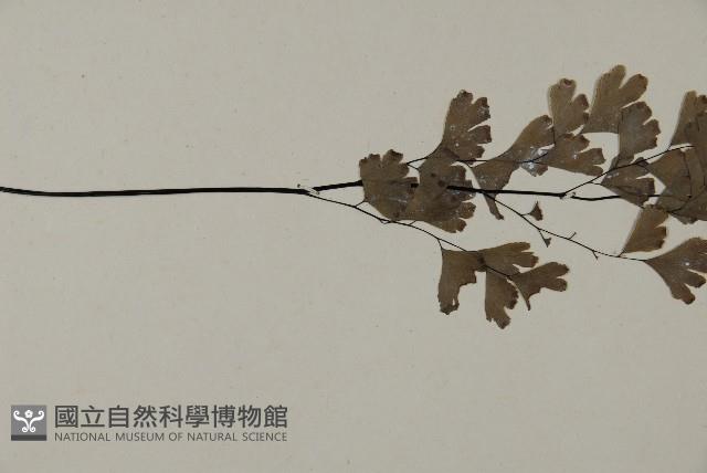 鐵線蕨藏品圖，第4張