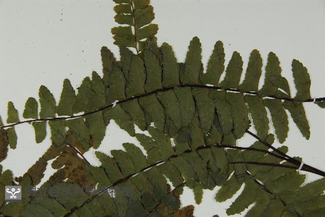 生芽鐵角蕨藏品圖，第4張