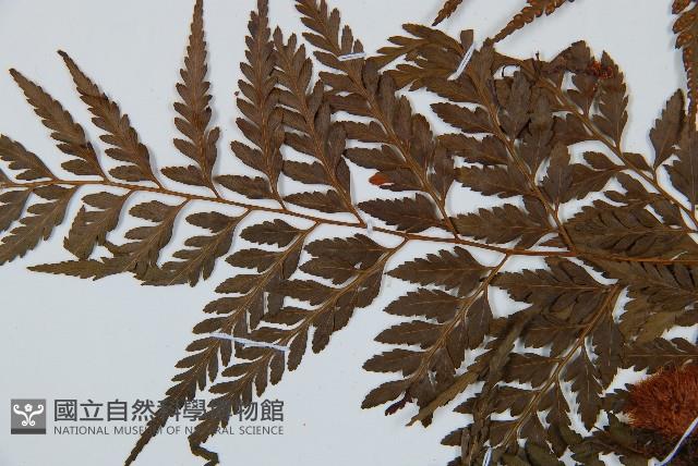 大葉骨碎補藏品圖，第4張