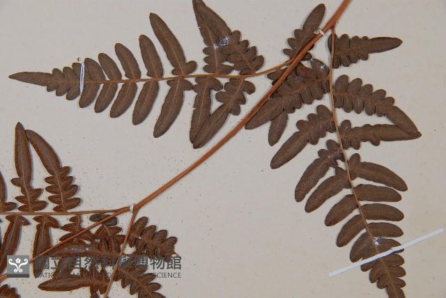 蕨藏品圖，第4張