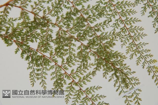 小膜蓋蕨、臺灣小膜蓋蕨藏品圖，第4張