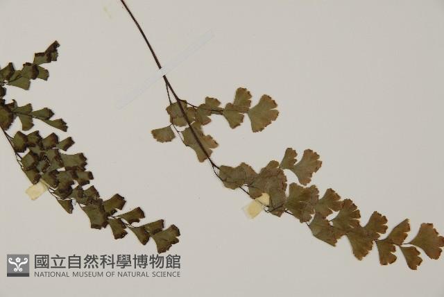 鐵線蕨藏品圖，第4張