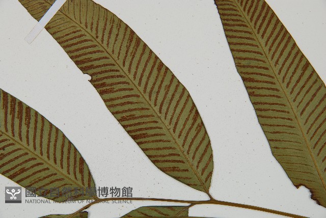 隱脈細柄雙蓋蕨藏品圖，第7張