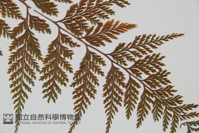 海州骨碎補藏品圖，第4張