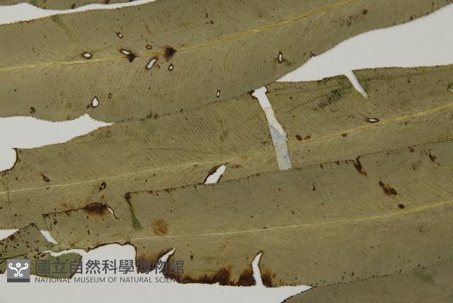 日本鳳丫蕨藏品圖，第4張