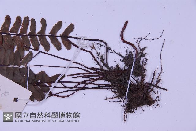 生芽鐵角蕨藏品圖，第4張