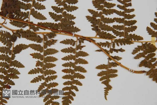 刺柄碗蕨藏品圖，第4張