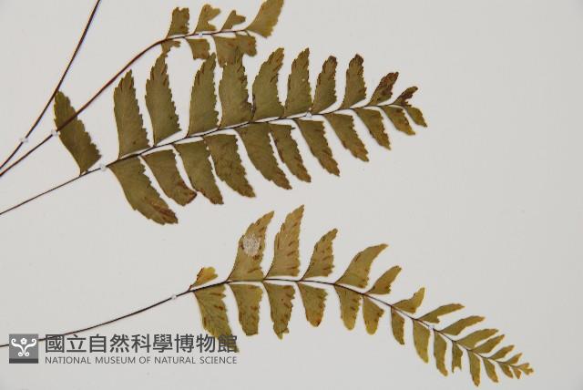 單邊鐵角蕨藏品圖，第4張