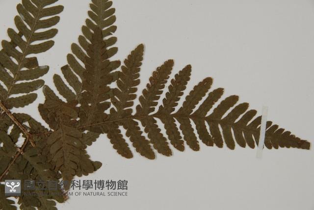 愛德氏肋毛蕨藏品圖，第4張