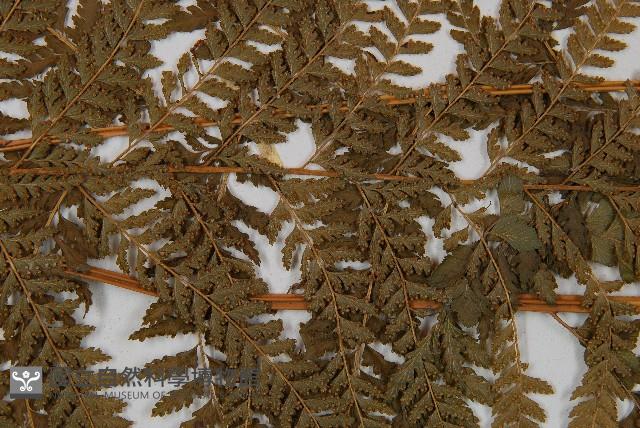 粗毛鱗蓋蕨藏品圖，第4張