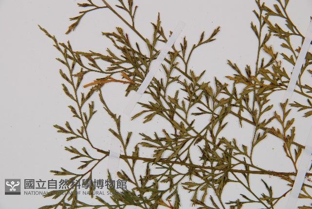 威氏鐵角蕨藏品圖，第4張