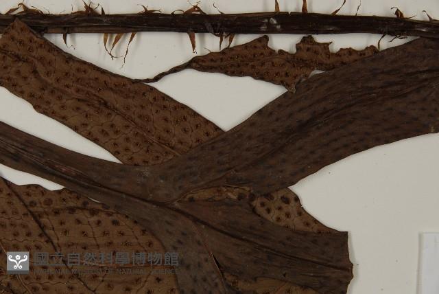 翅柄三叉蕨藏品圖，第4張