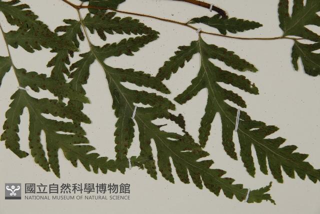 薄葉三叉蕨藏品圖，第4張