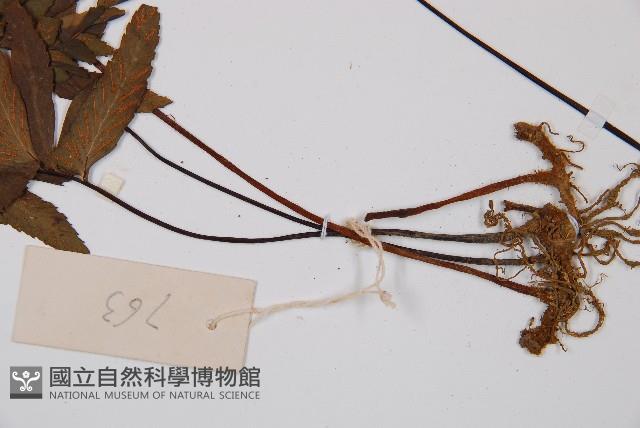 單邊鐵角蕨藏品圖，第4張