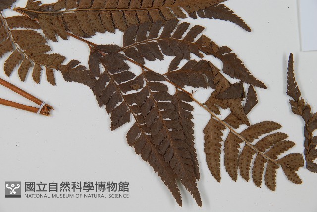 中華複葉耳蕨藏品圖，第4張
