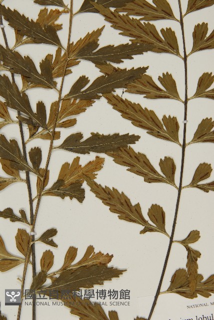 裂葉鐵角蕨藏品圖，第7張