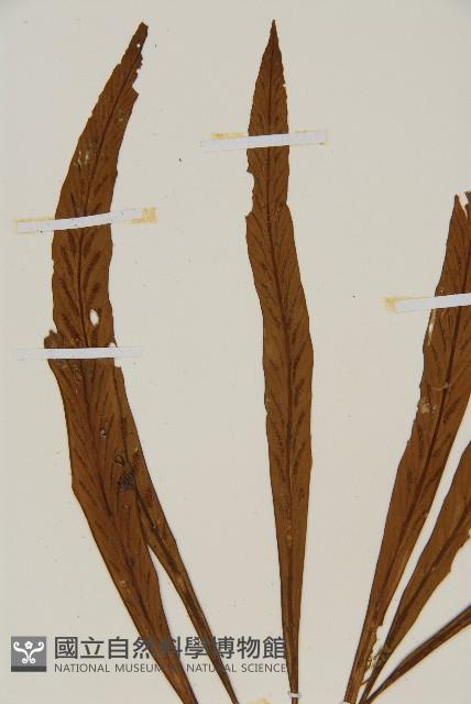 劍葉鐵角蕨、箭葉鐵角蕨藏品圖，第4張