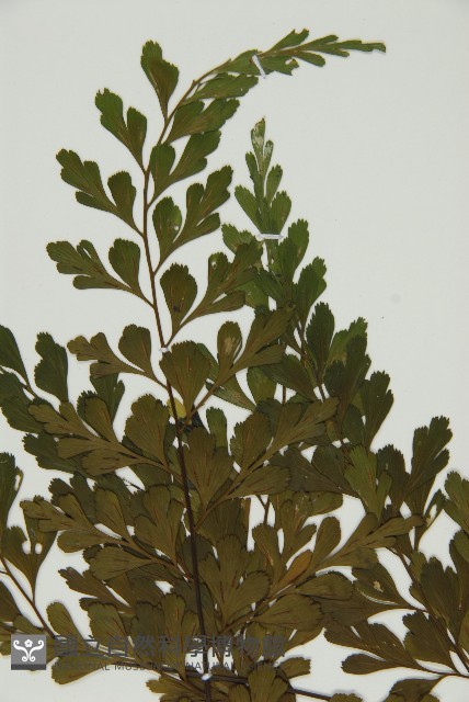 大黑柄鐵角蕨、黃鱗鐵角蕨、大羽鐵角蕨藏品圖，第4張