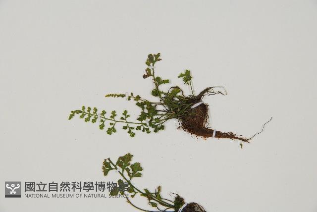 小葉鐵角蕨藏品圖，第4張