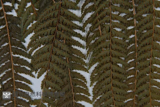 粗毛鱗蓋蕨藏品圖，第7張