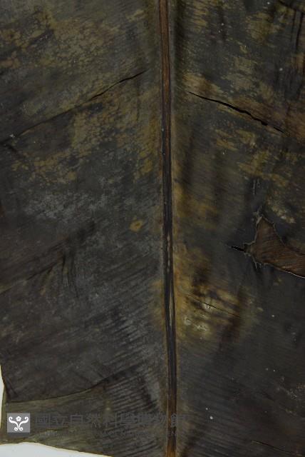 臺灣山蘇花藏品圖，第4張