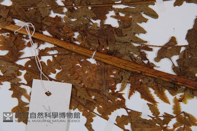 薄蓋短腸蕨藏品圖，第4張