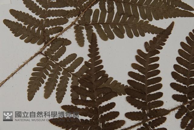 愛德氏肋毛蕨藏品圖，第4張