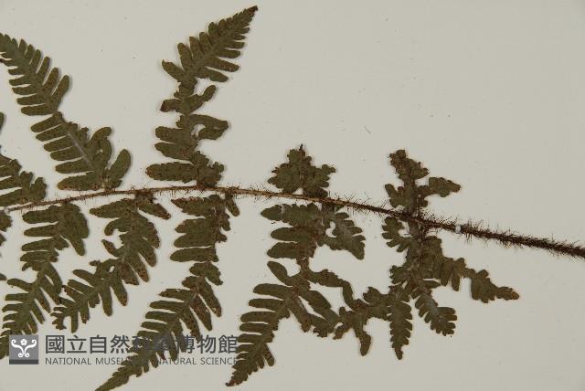 愛德氏肋毛蕨藏品圖，第4張