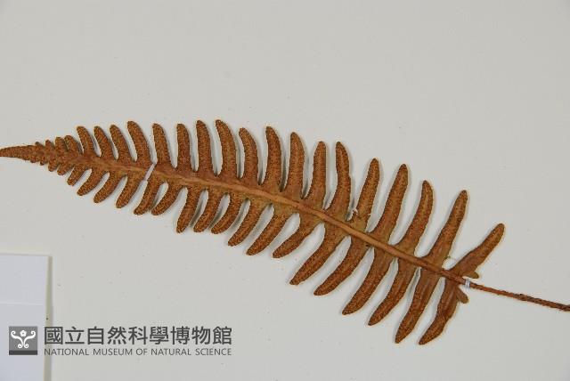 馬來陰石蕨藏品圖，第4張