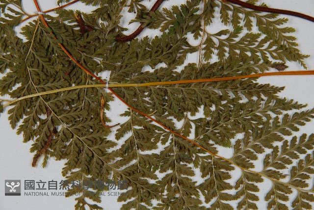 碗蕨藏品圖，第4張