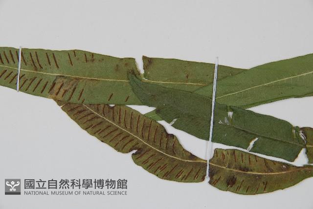單葉雙蓋蕨藏品圖，第4張