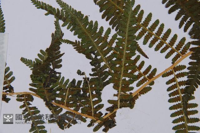 蹄蓋蕨藏品圖，第4張