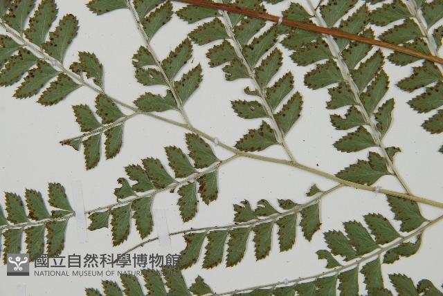 斜方複葉耳蕨藏品圖，第4張