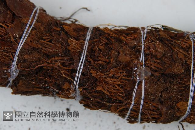 蘭嶼筆筒樹、蘭嶼桫欏藏品圖，第4張