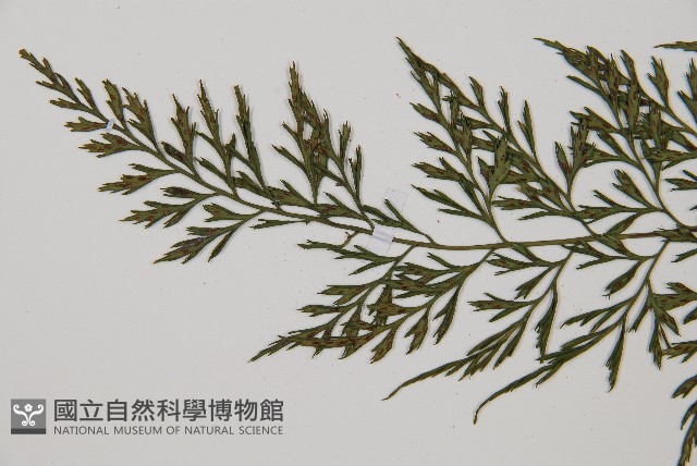 威氏鐵角蕨藏品圖，第4張