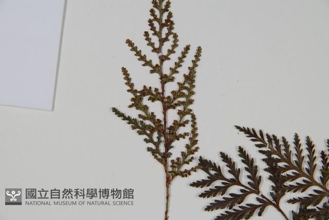 阿里山陰石蕨藏品圖，第4張