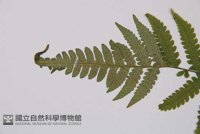 Accession Number:P006511 Collection Image, Figure 4, Total 5 Figures