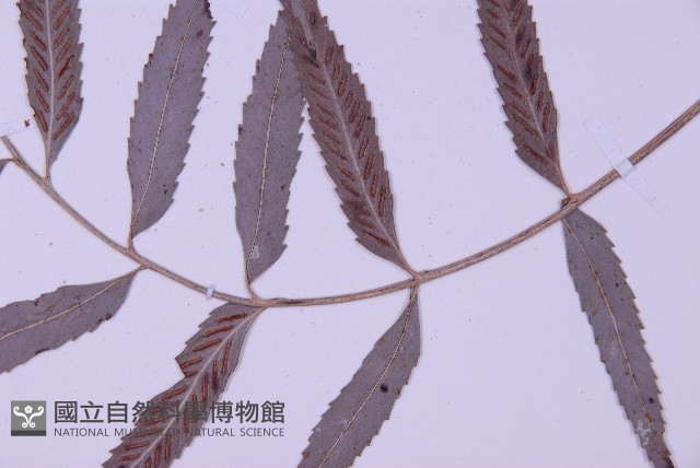 蘭嶼鐵角蕨藏品圖，第4張