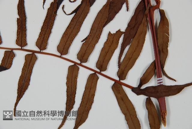 黑桫蕨藏品圖，第4張