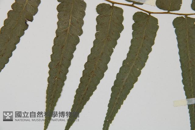 毛柄短腸蕨藏品圖，第4張