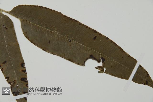 華鳳丫蕨藏品圖，第4張