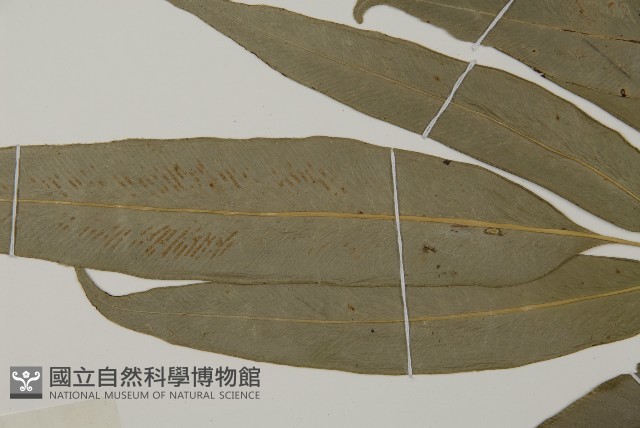 日本鳳丫蕨藏品圖，第4張